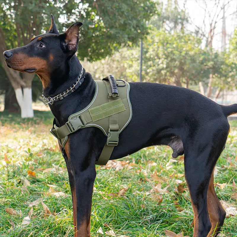 Black Doberman wearing an olive green tactical dog vest outdoors on grass with trees in the background