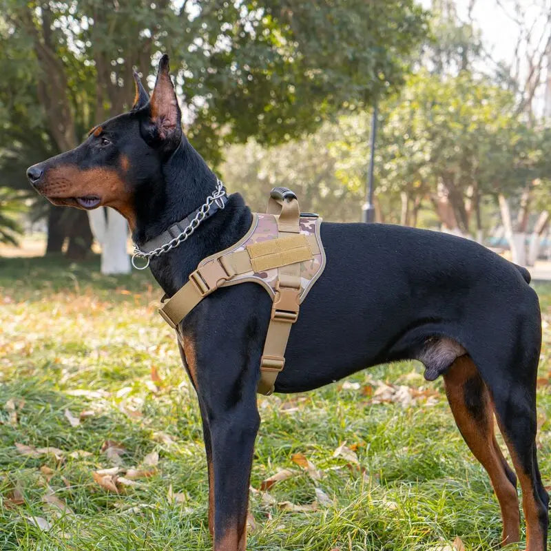 Large black and tan Doberman wearing a tan tactical dog vest in a grassy outdoor park setting