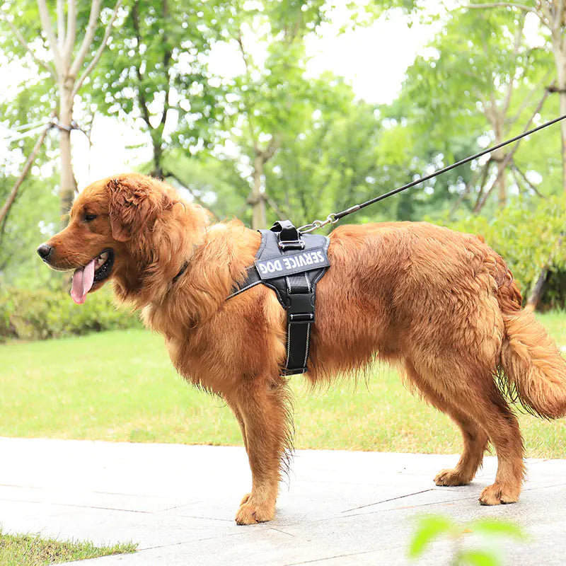 Personalized Pet Chest Strap Products - Johns Pet Store