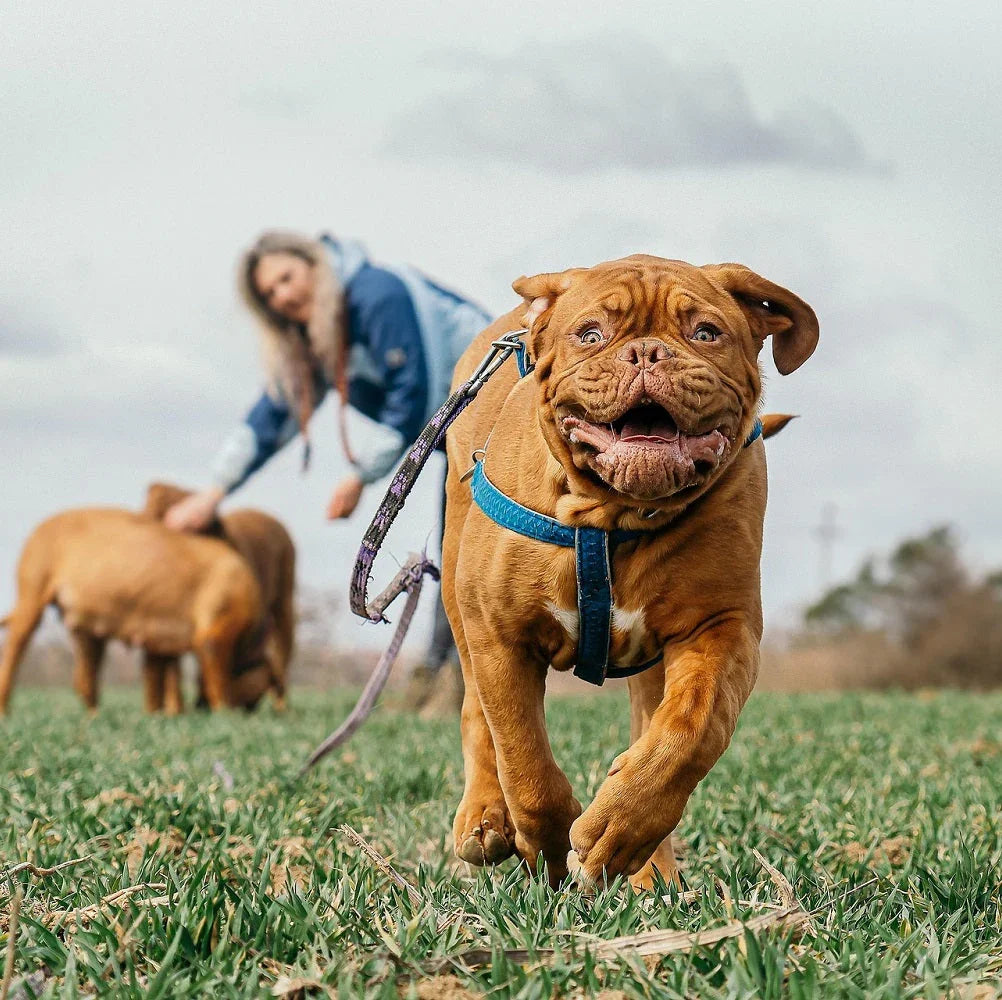 Collar, Harness & Leashes - Johns Pet Store 