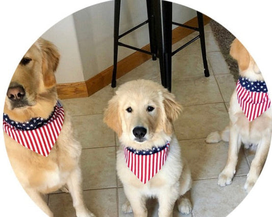 Triangle Scarf Headband Jewelry for Pets - Johns Pet Store 