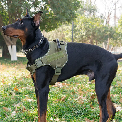 Black Doberman wearing an olive green tactical dog vest outdoors on grass with trees in the background